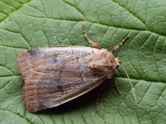 Protolampra sobrina