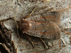 Protolampra sobrina