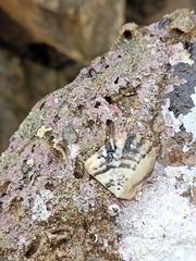 Margaritidae