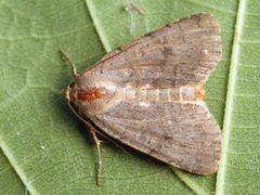 Protolampra sobrina