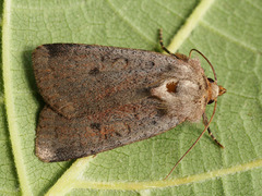 Protolampra sobrina