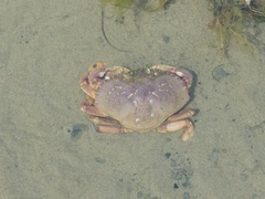 Metacarcinus magister