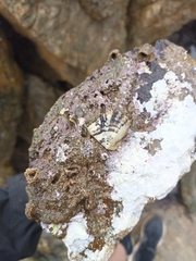 Margaritidae