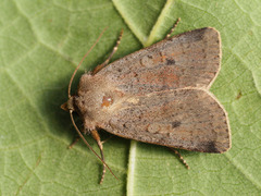 Protolampra sobrina