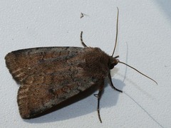 Protolampra sobrina