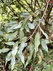 Quercus longinux