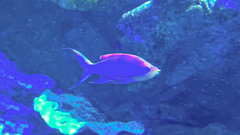 Mirolabrichthys tuka