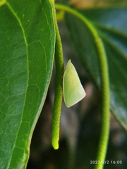 Colgaroides acuminata