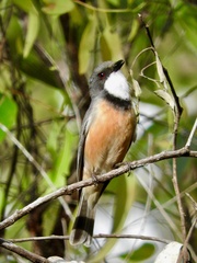 Pachycephala rufiventris