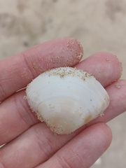 Austromactra rufescens