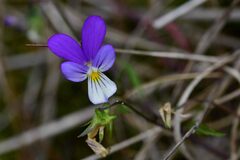 Viola tricolor curtisii