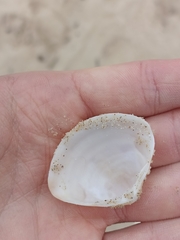 Austromactra rufescens