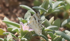Belenois aurota