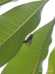 Polistes tenebricosus