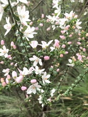 Philotheca buxifolia