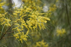Acacia mucronata longifolia