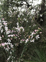 Philotheca buxifolia