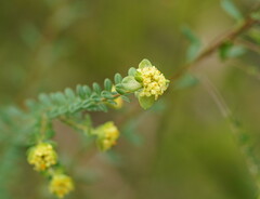 Pimelea flava flava