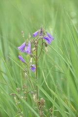 Campanula sibirica