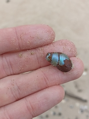 Phasianotrochus eximius