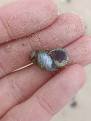 Phasianotrochus eximius