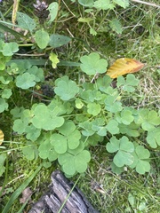 Oxalis acetosella