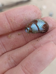 Phasianotrochus eximius