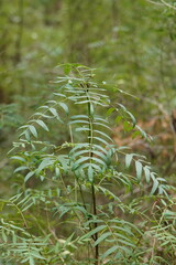 Polyscias sambucifolia