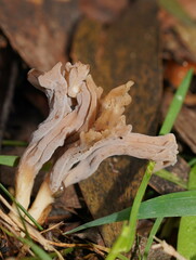 Clavulina vinaceocervina