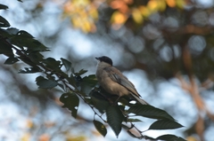 Cyanopica cyanus