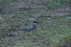 Cyanopica cyanus