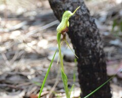 Pterostylis barbata