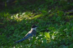 Cyanopica cyanus