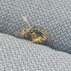 Vespula germanica
