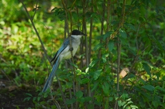 Cyanopica cyanus