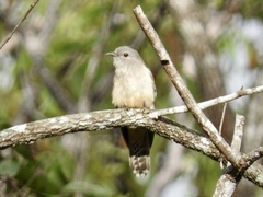 Cacomantis variolosus