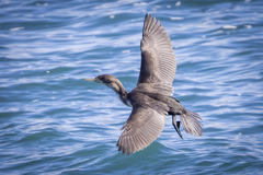 Phalacrocorax varius varius