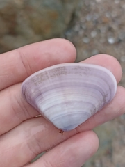 Latona deltoides