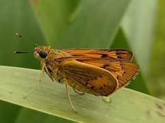 Cephrenes trichopepla