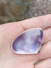 Latona deltoides