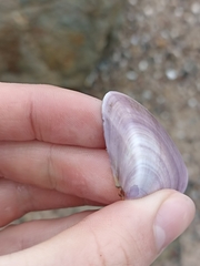 Latona deltoides