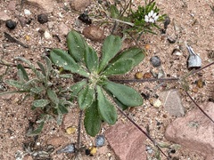Goodenia trinervis