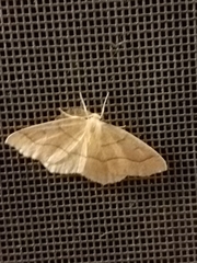 Lambdina fiscellaria