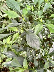 Strobilanthes flexicaulis