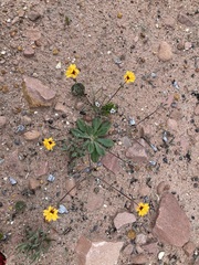 Goodenia trinervis