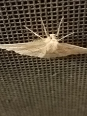 Lambdina fiscellaria