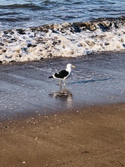 Larus dominicanus dominicanus
