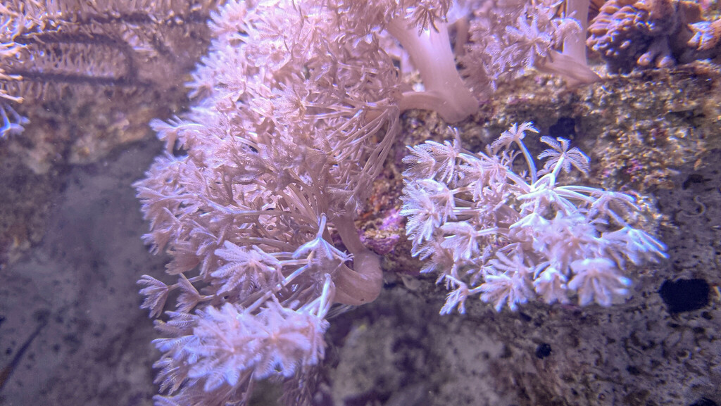 pom pom xenia