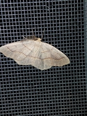 Lambdina fiscellaria