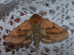 Pyrrhia exprimens